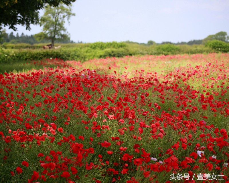 京东美妆文案宣传语,京东口红