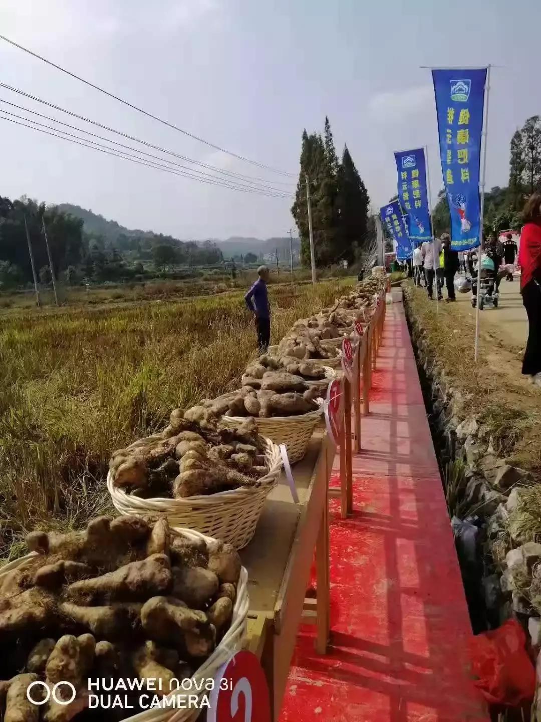 佛手山药山药之王,佛手山药适合什么土壤种植