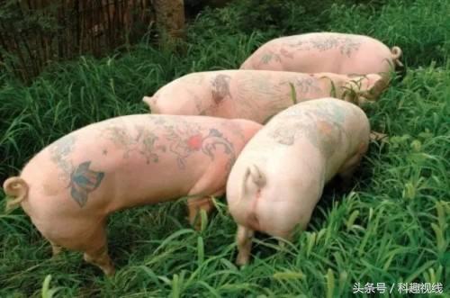 一张猪皮大约多少元,一张猪皮的市场价