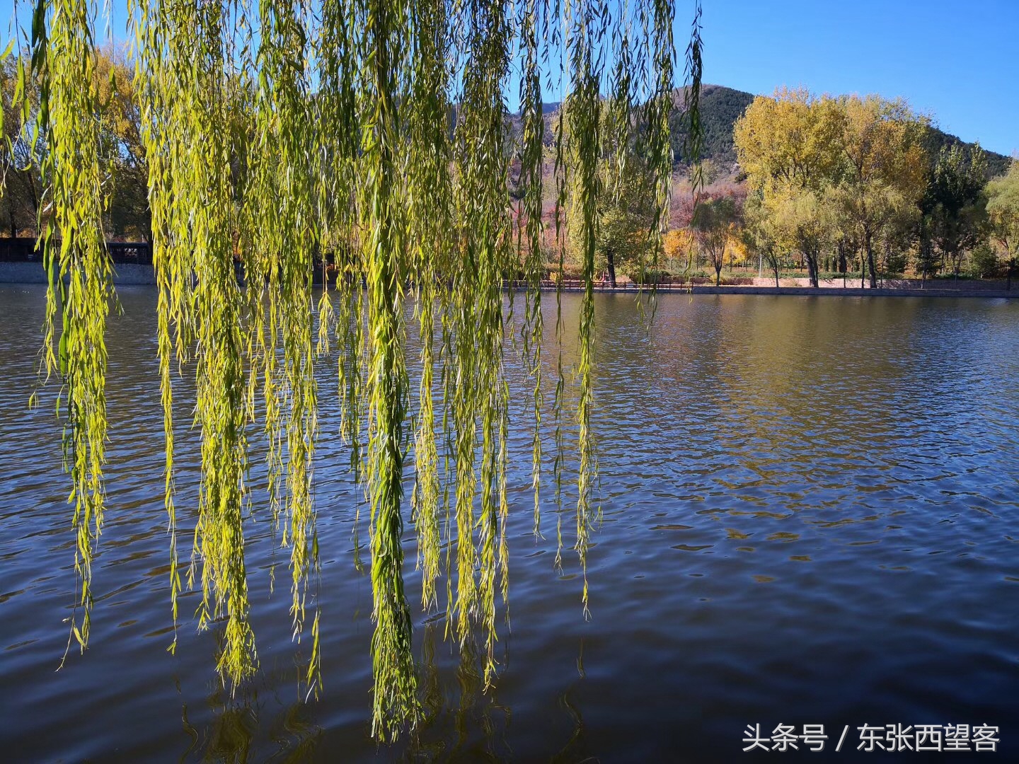 七绝碧水垂柳,垂柳诗句七绝