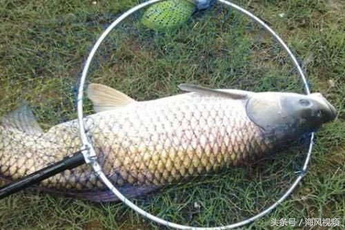 双钩钓鲢鳙钩距,双钩钓鲫鱼钩上下距离