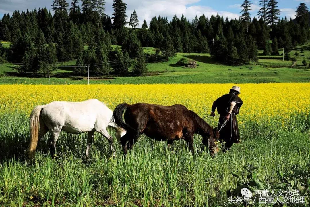 不可思议的林芝：高原荒凉刻板印象的颠覆者