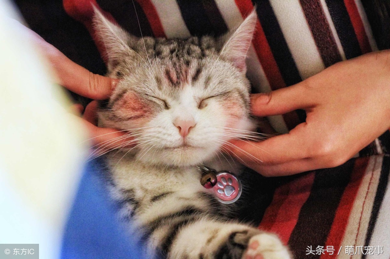 让铲屎官感到害怕的事,铲屎官头疼的猫