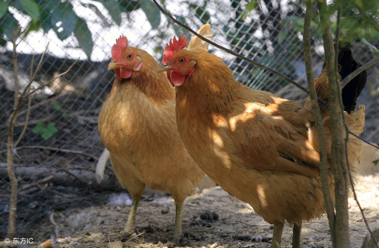 治疗鸡大肠杆菌的最有效药物,禽大肠杆菌中草药配方