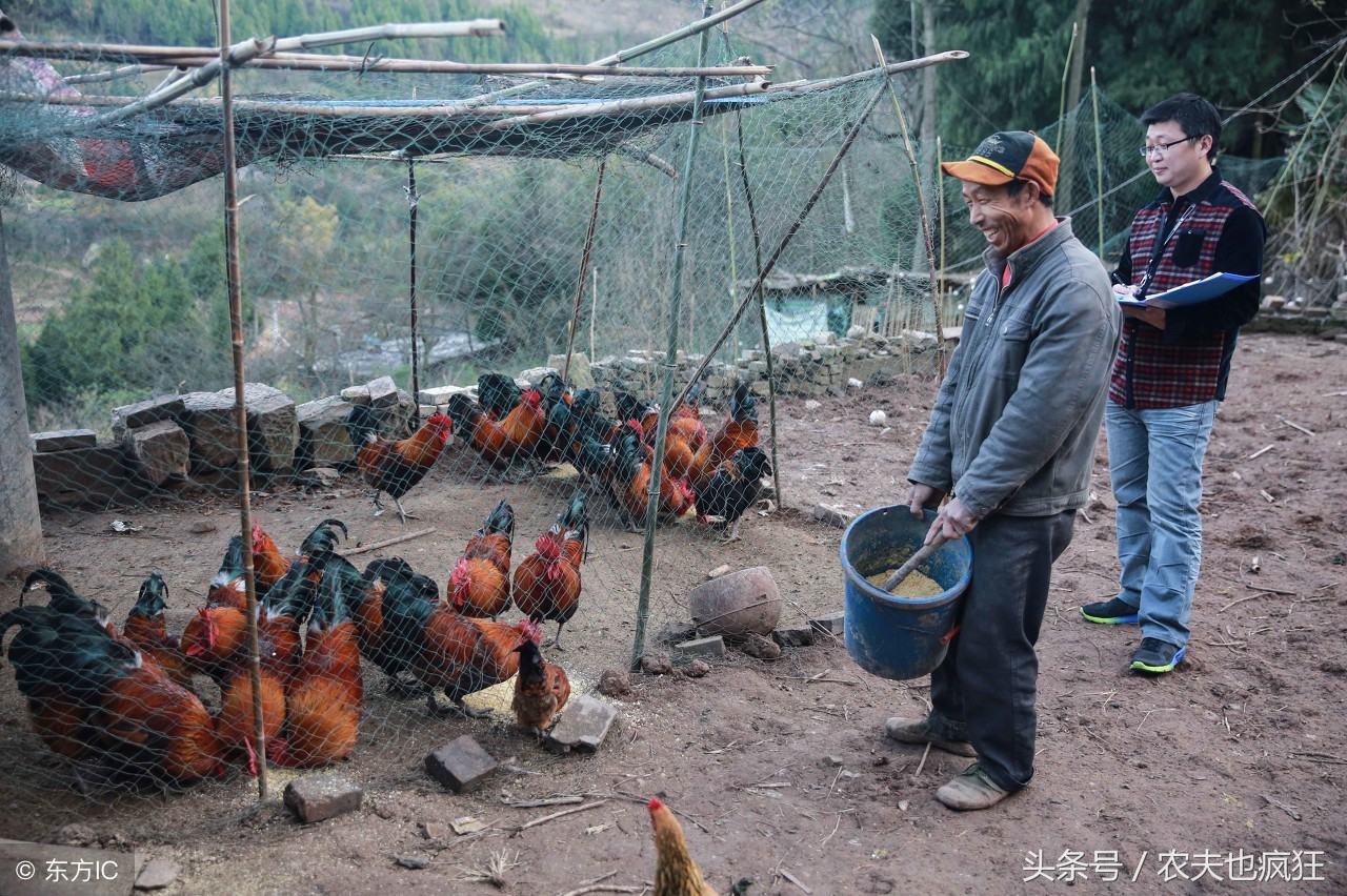 农村的土鸡在市场上“遇冷”，为什么城里人也不爱吃土鸡了？