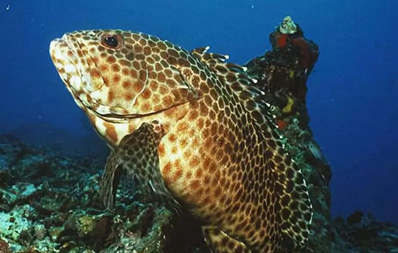 188元/条！吃养颜旺财老虎斑，就来肥隆“食斑节”