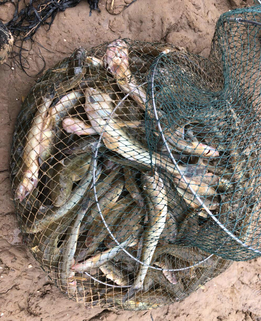 江苏一河沟里出现大量“巨型土憨巴”，其实这是一种海里的沙光鱼