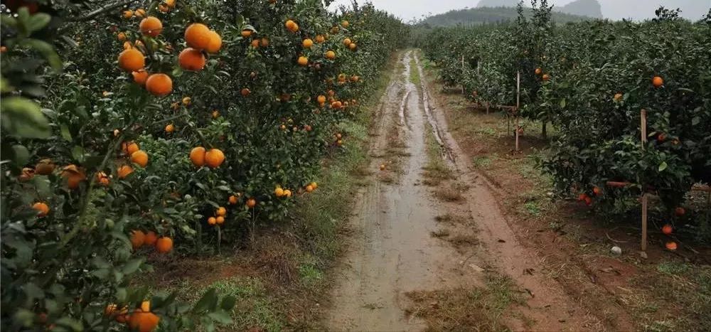 家里没有沃柑，不准娶我女儿？沃柑到底是有多赚钱？