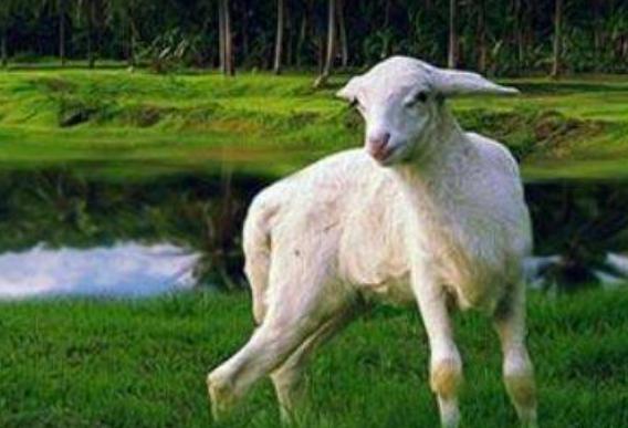 羊尿不出来尿怎么治疗？快速治羊尿不出尿，这里有方法