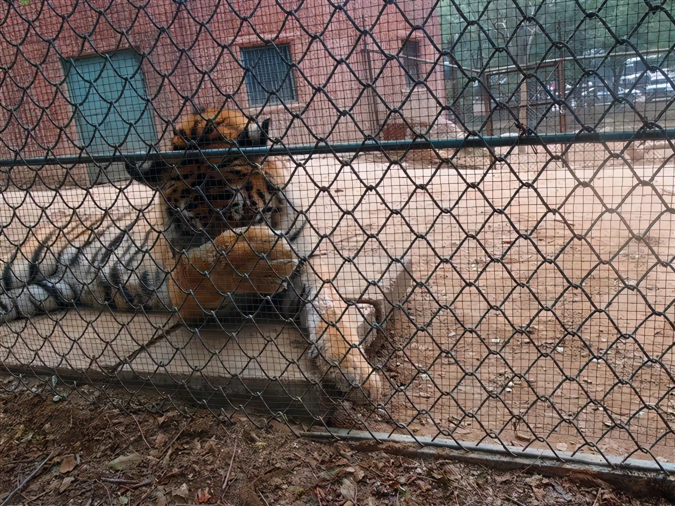 八达岭动物园观看老虎,八达岭动物园游玩