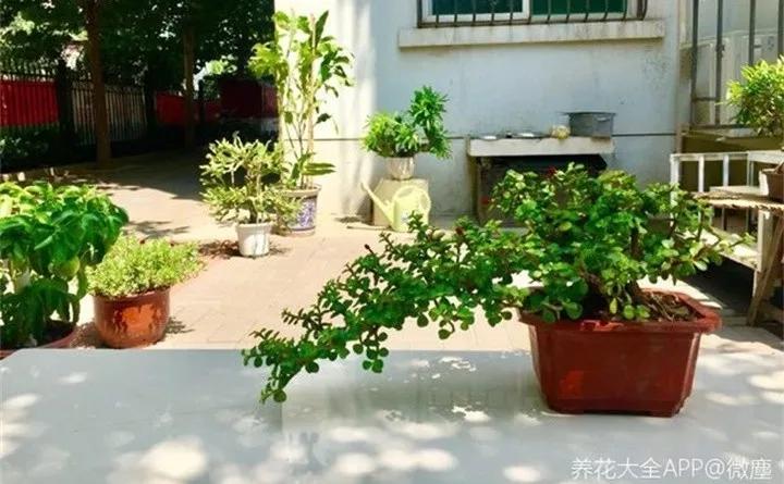 盆栽花发蔫什么原因,买回来的花很快就蔫的原因