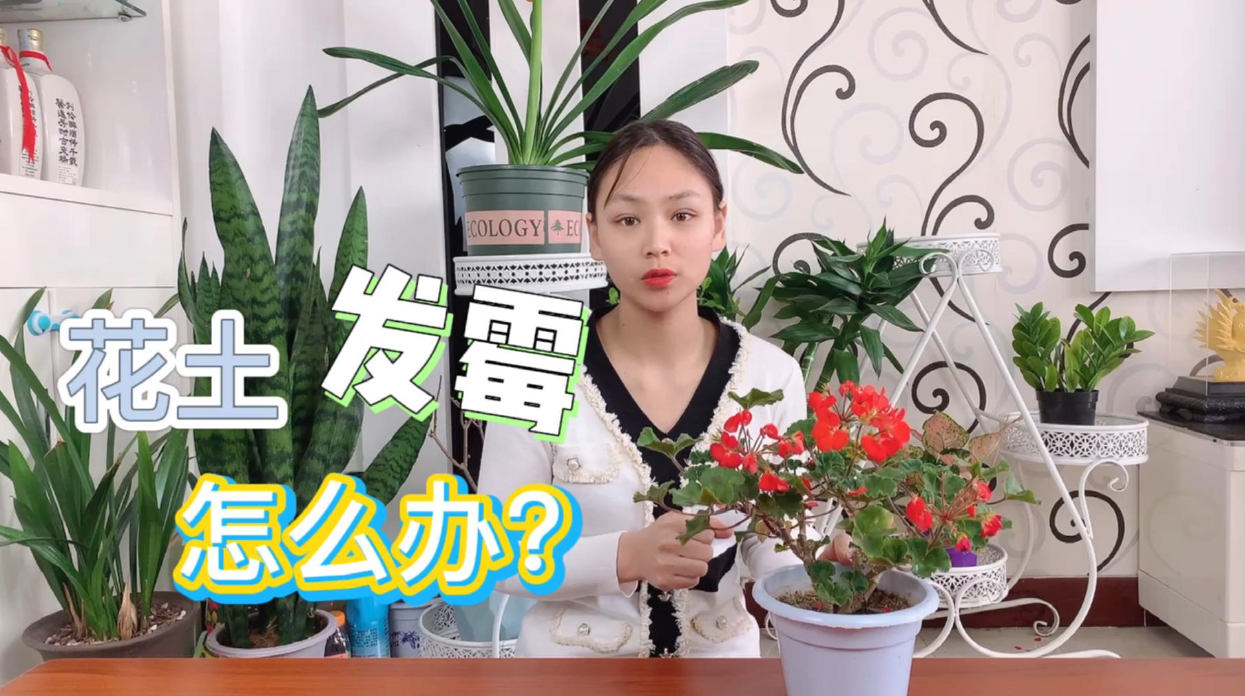 花的根部有白霉菌怎么办,花长霉菌了怎么办小妙招