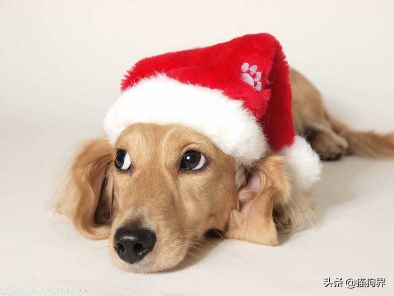 狗狗得细小不吃饭怎么补充营养,狗狗闹狗不吃饭怎么办