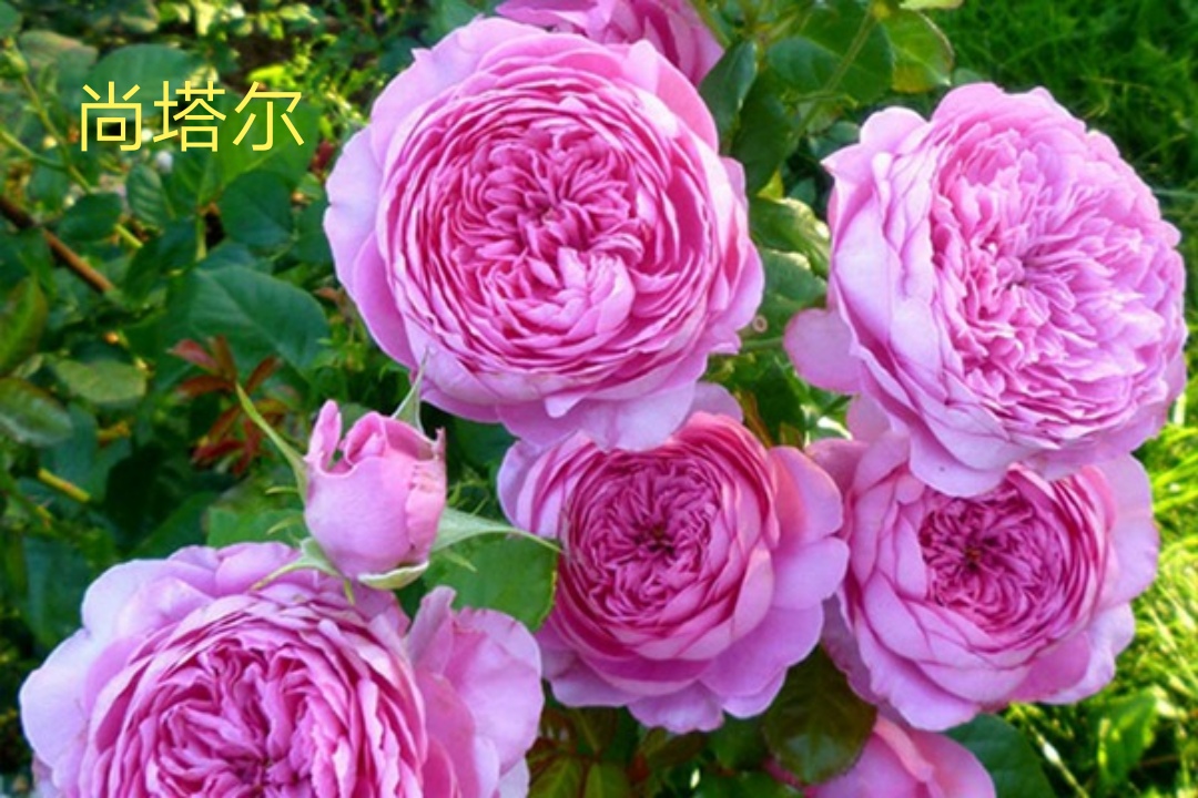 适合做切花的月季品种,十大公认最好切花月季