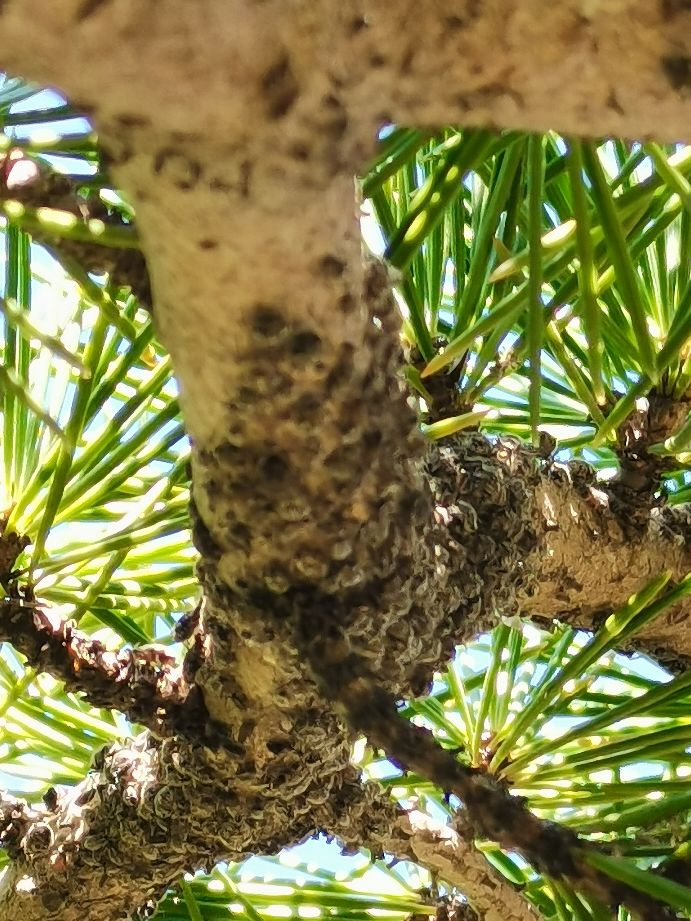 松大蚜防治药剂,松大蚜打药几小时能死掉