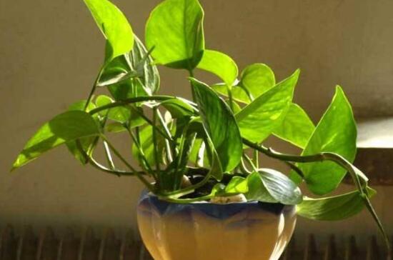 绿萝怎么修剪视频教程,绿萝怎么修剪叶子