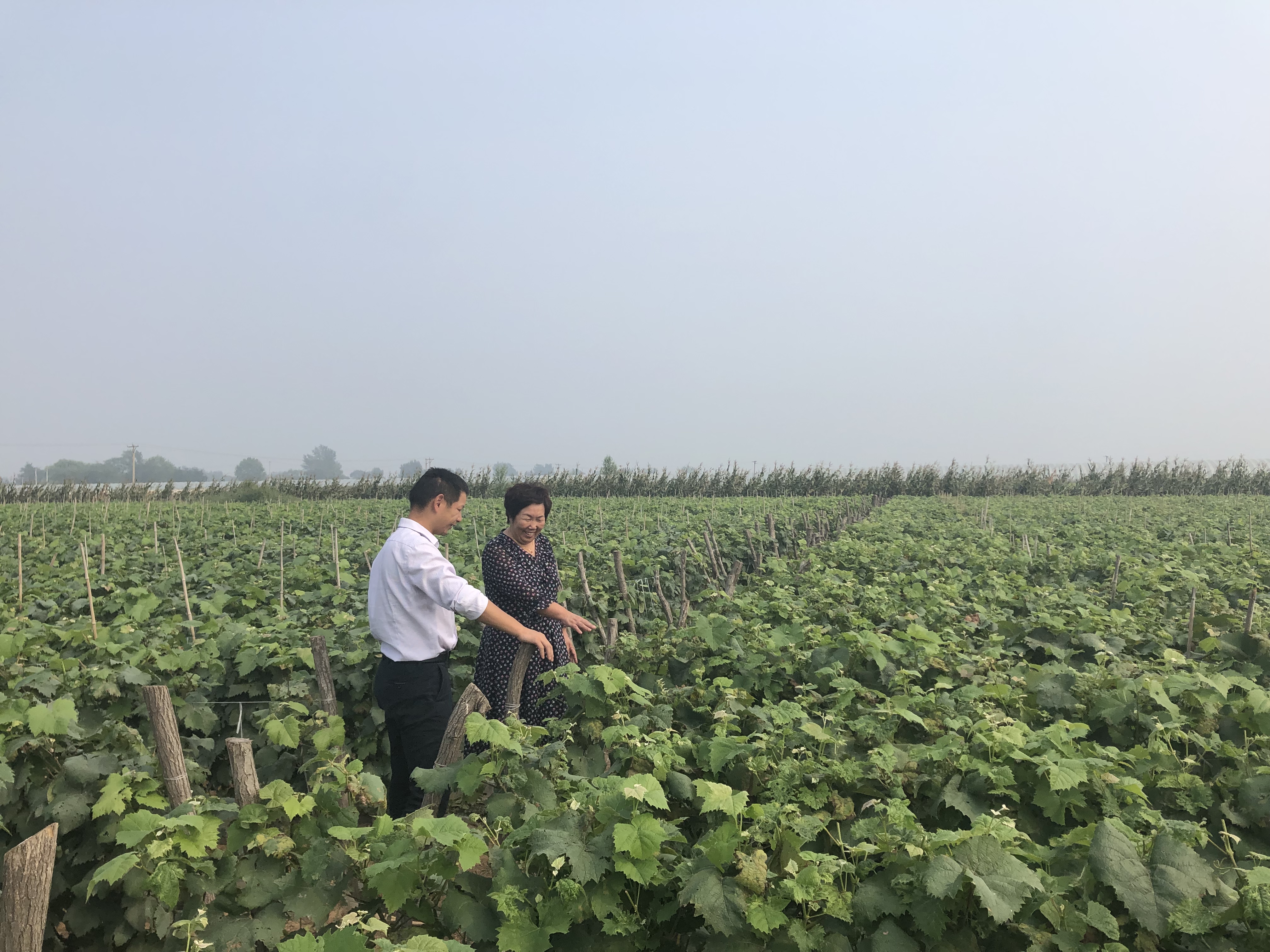 葡萄的枝条扦插技术,葡萄枝怎么扦插种植