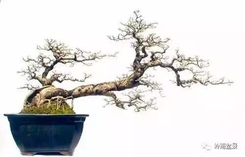 临水式金弹子盆景图片大全欣赏,看盆景展里赏心悦目的盆景