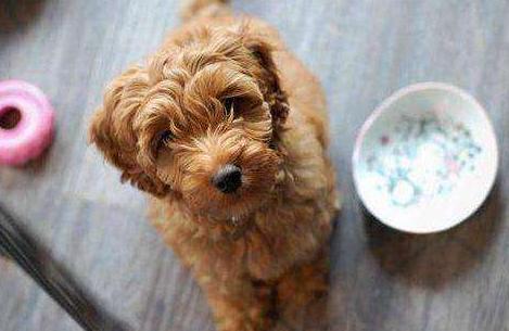 棕色泰迪犬的缺点,为什么养灰泰迪的人越来越多