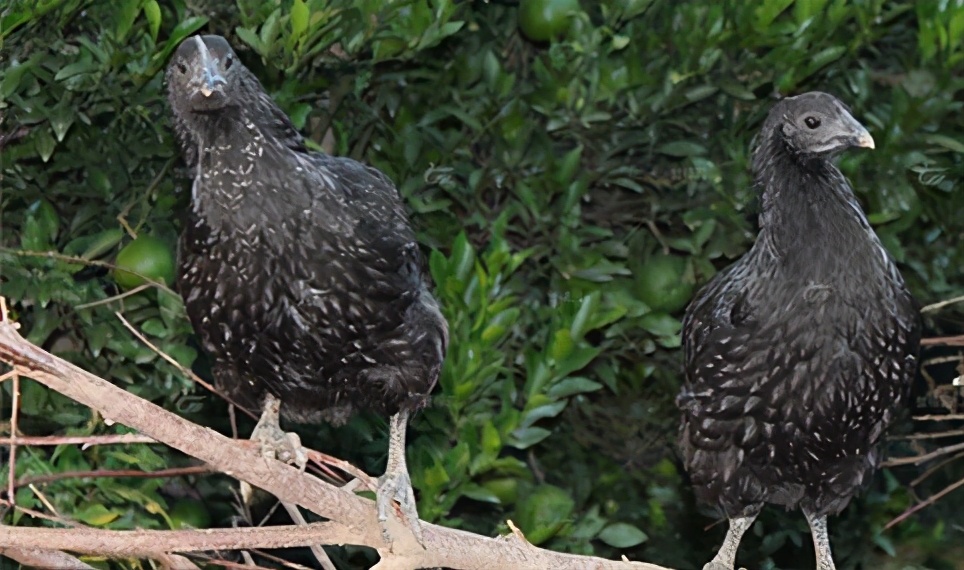 宜昌农村小伙返乡养殖黑鸡,回乡养本地黑鸡的90后小伙