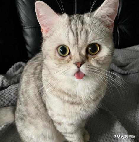 猫咪脸型体型怎么看,耳朵轮廓能看出猫咪的性格嘛