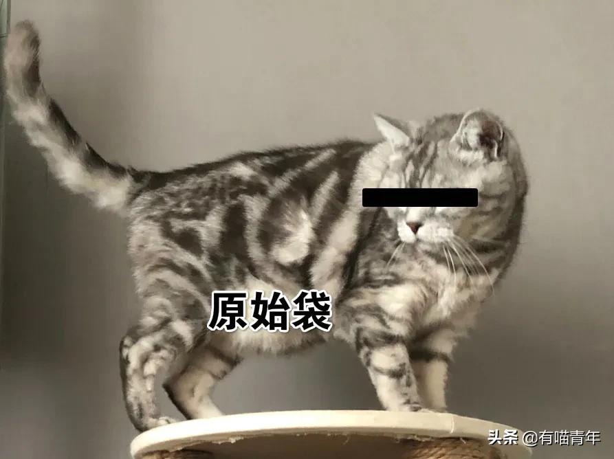 对着猫吹气会怎么样,对着猫吹烟有害吗