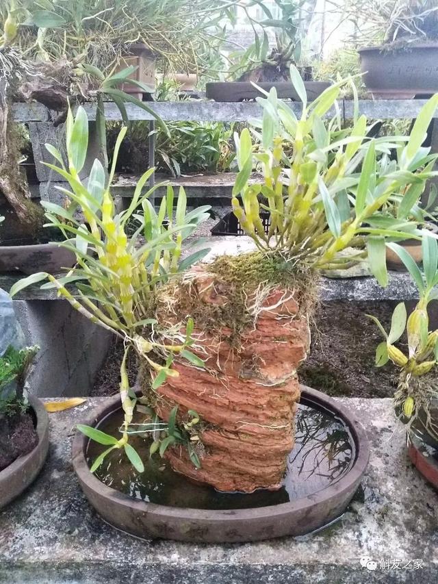 石斛兰用苔藓包着水培不烂根吗,香水石斛兰烂根重栽怎么浇水