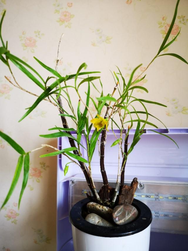 石斛适合室内还是室外,石斛的养护方法