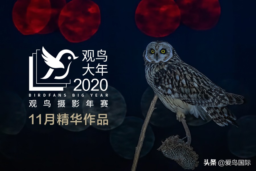 极简鸟类摄影欣赏,2019鸟类摄影作品欣赏