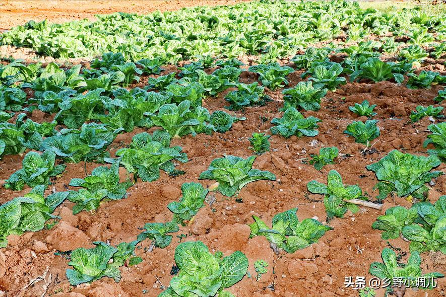 哪五种蔬菜不能吃,你知道哪三种蔬菜不能喂鸡吗