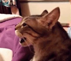 猫在床上尿臭味怎么消除,猫咪放了屁整个身子都臭