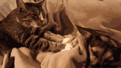 袁咏仪短发发型图片大全,袁咏仪发型短发