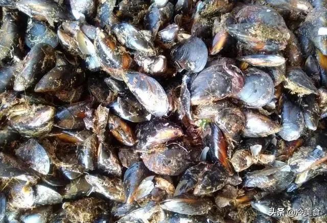 怎样挑选新鲜的海虹,海虹怎么吃千万别吃错了