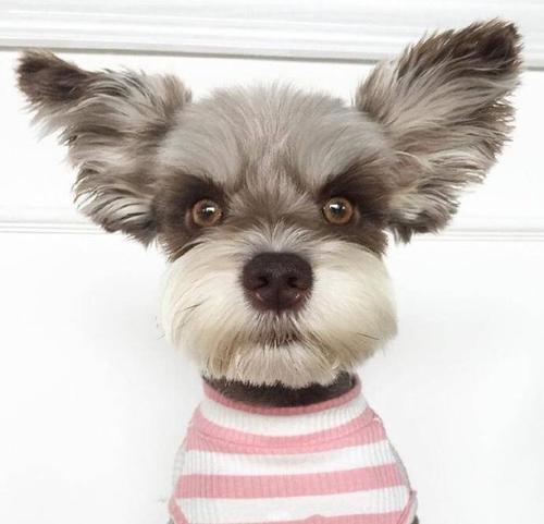 家养狗推荐大型不掉毛,最好养的狗又干净又不掉毛不咬人