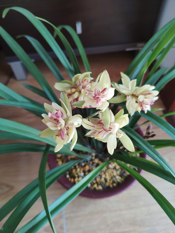 兰花必养经典品种介绍,哪些兰花香味浓郁适合新手养