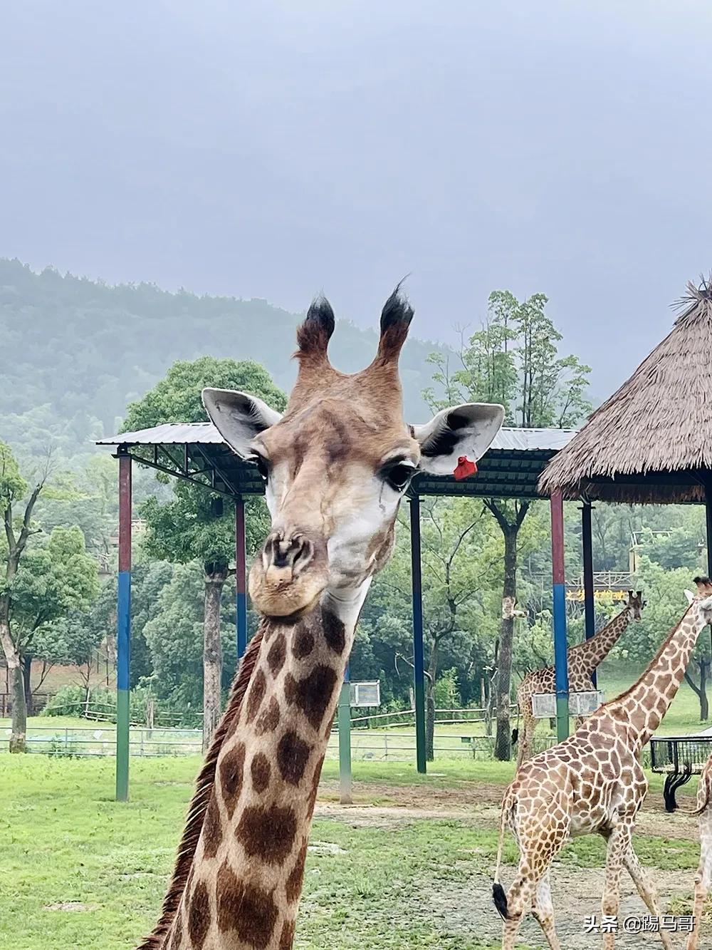 湖州龙之梦度假之旅,湖州龙之梦值得一去