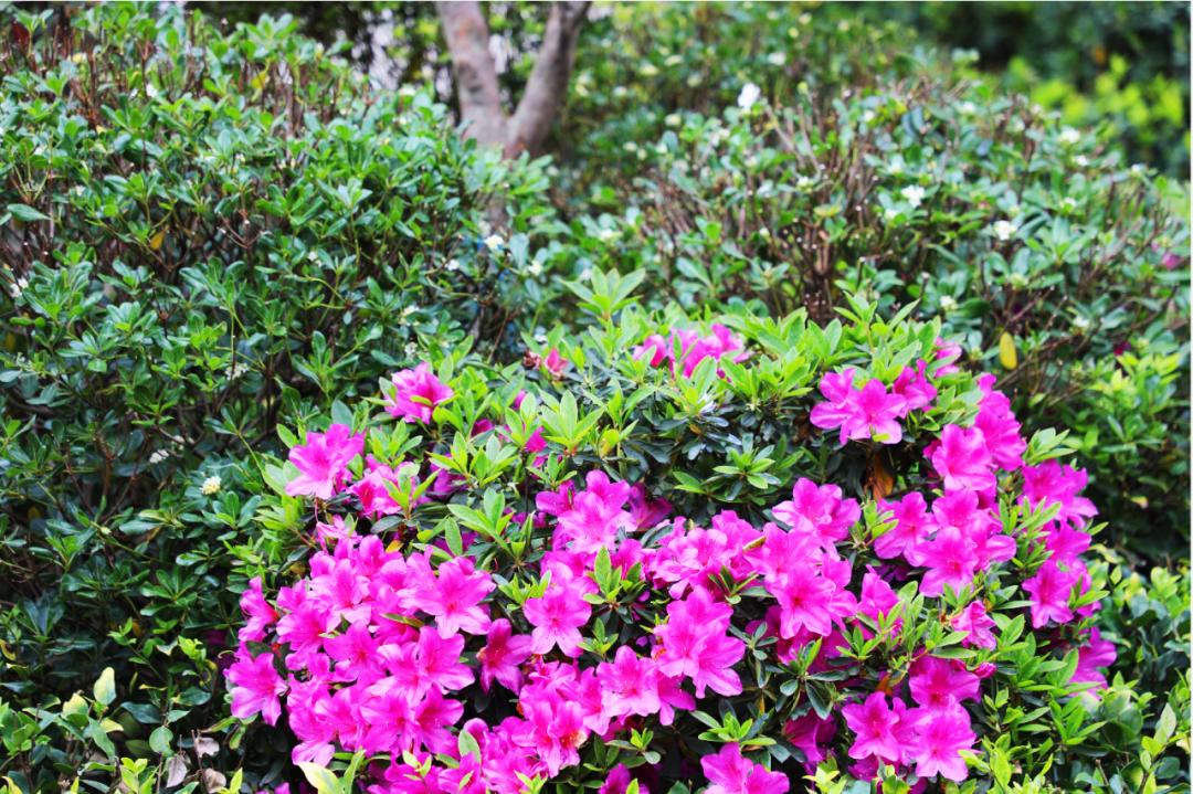 四月芳菲醉喜迎学子归,新鸥鹏教育小镇哈佛公馆游玩