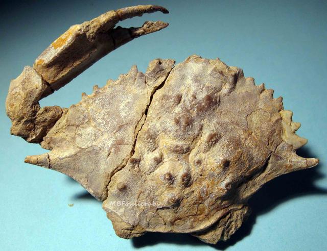 关于螃蟹的科普知识点,螃蟹的种类知识