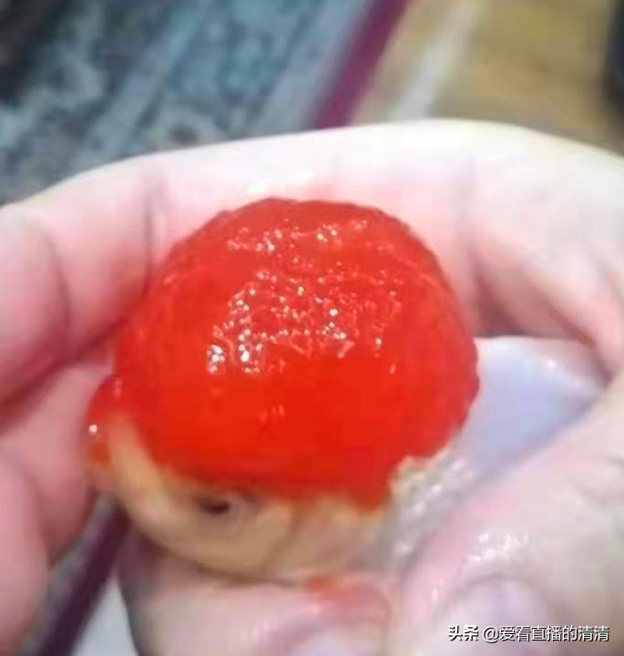 家里小金鱼怎么养才能活得长久,过年了养几条小金鱼