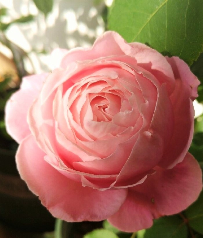 心灵鸡汤经典语录简短一句话,经典走心的心灵鸡汤语录句句精辟