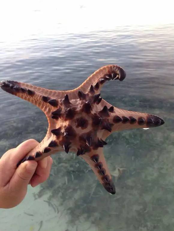 史上最全面的海鲜大咖,史上最全海鲜视频