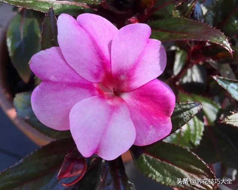 凤仙花幼苗长白毛怎么回事,新几内亚凤仙花的病虫害