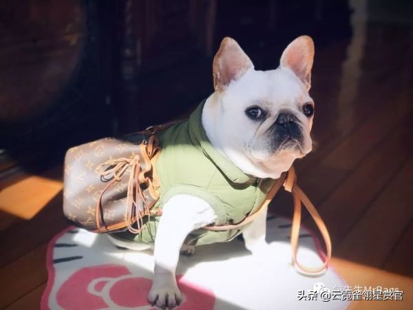 非常好看的宠物包,大家的包都带什么玩偶