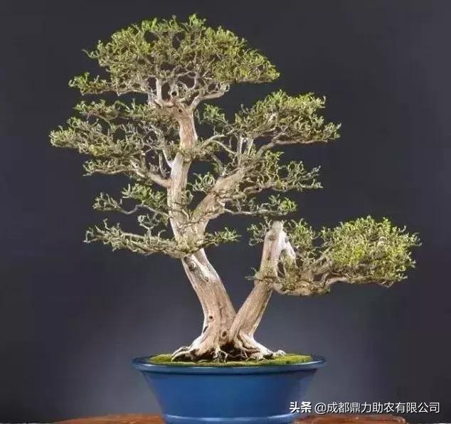 比较珍贵的盆景树种有哪些,最值得收藏的六种盆景树种