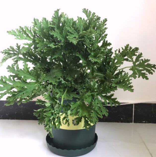 什么植物驱蚊种家里最好,家里养什么植物好驱蚊
