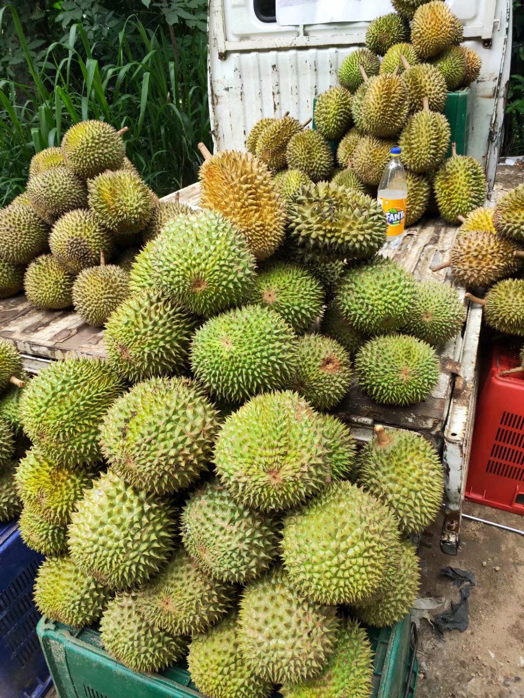 一生必去一次的神奇国度，榴莲白菜价，还有千与千寻里的海上火车