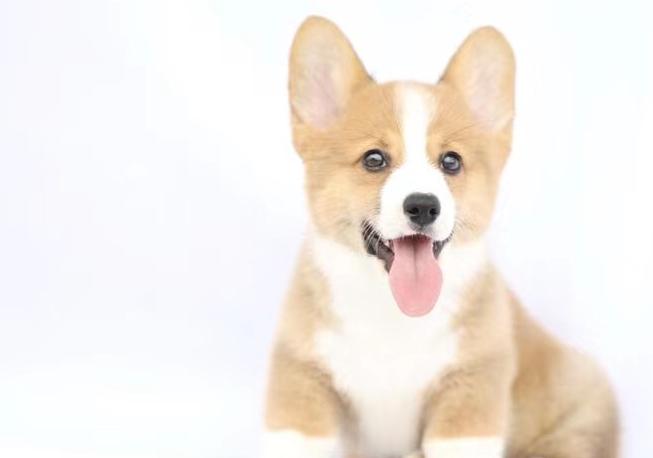 柯基吃狗粮应该主要看什么,柯基不挑食狗粮怎么喂呢