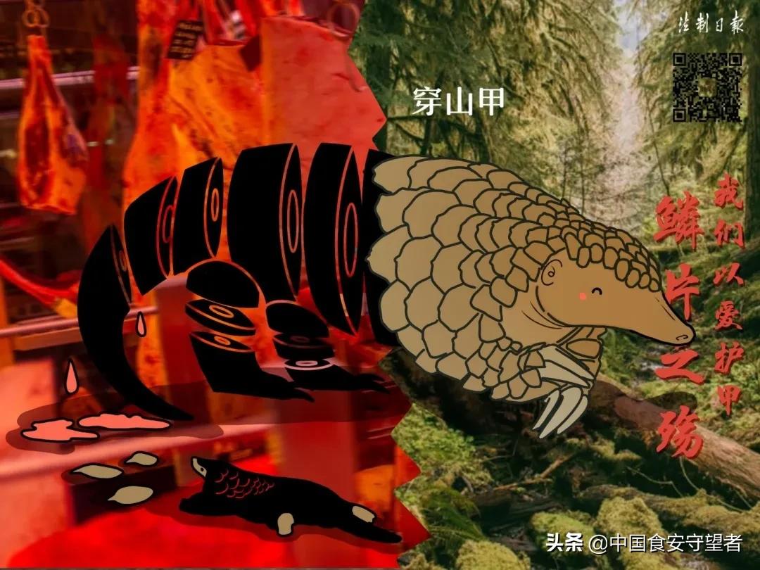 40种野生动物是哪些不能吃的,能吃的野生动物有哪些