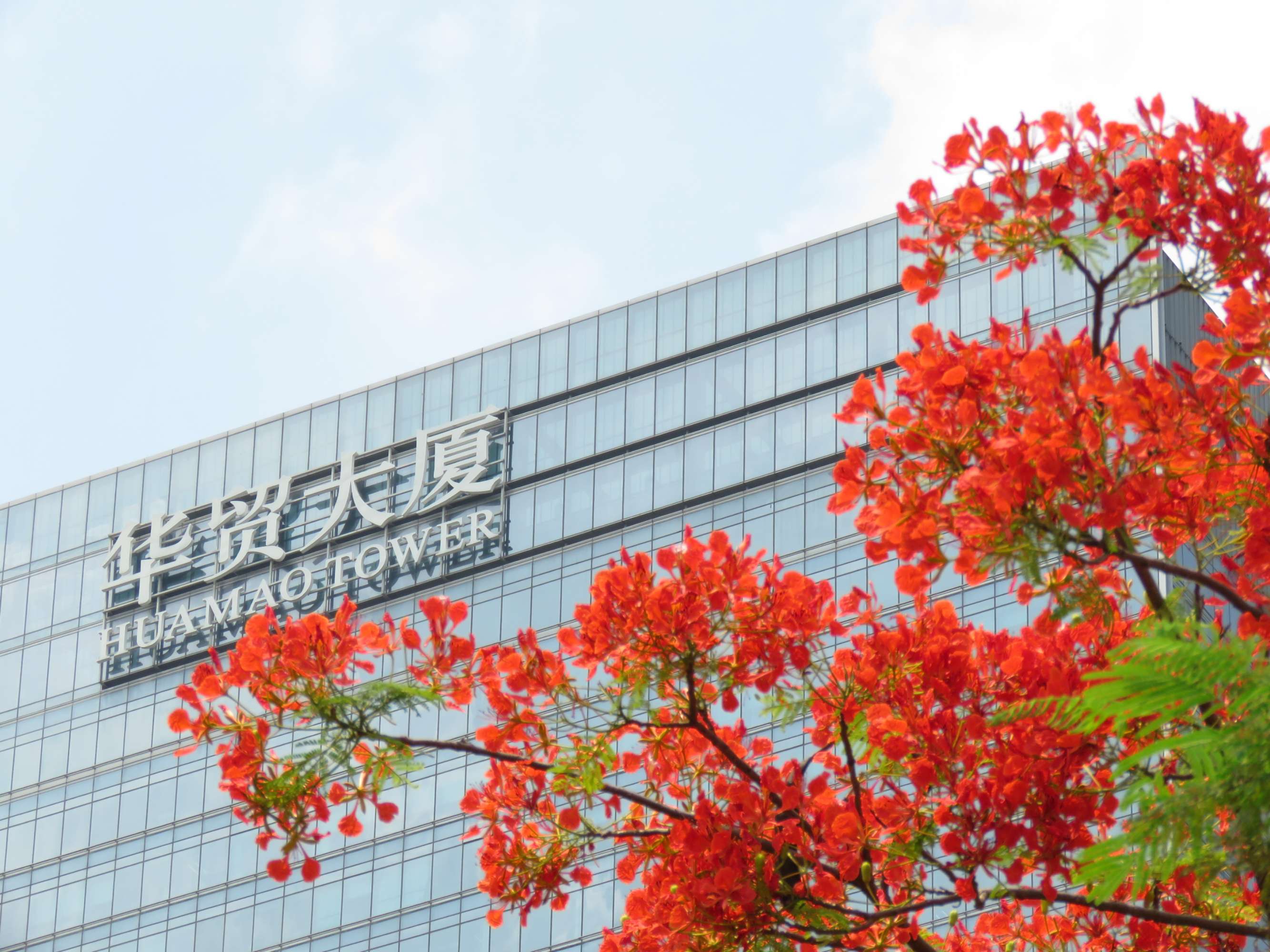 毕业季的凤凰花和栀子花,毕业季凤凰花开的时候