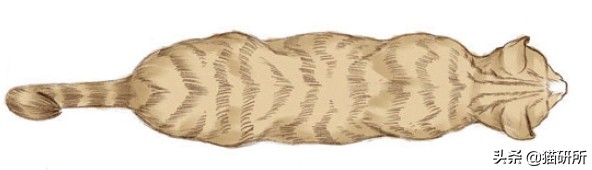 幼猫猫咪的体重多少才是正常体重,猫咪肥胖标准图